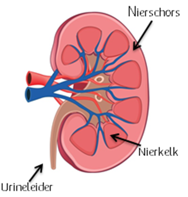 Doorsnede van de nier